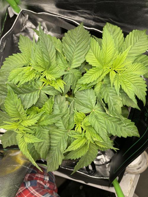 Critical Kush by RQS Second Indoor Run. Week 5