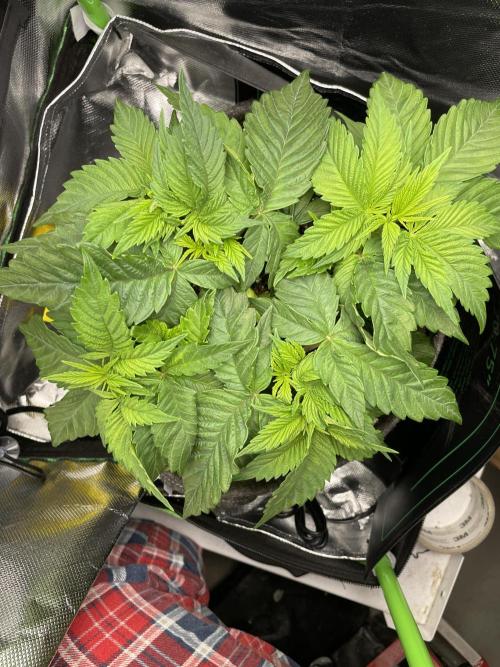 Critical Kush by RQS Second Indoor Run. Week 5