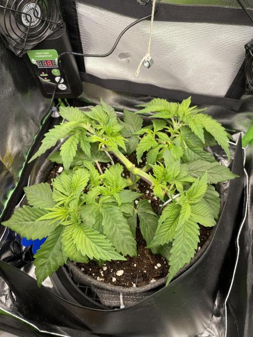 Critical Kush by RQS Second Indoor Run. Week 5