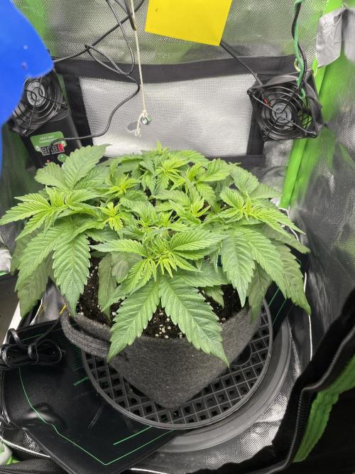 Critical Kush by RQS Second Indoor Run. Week 5