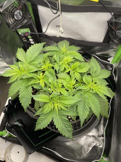 Critical Kush by RQS Second Indoor Run. Week 5