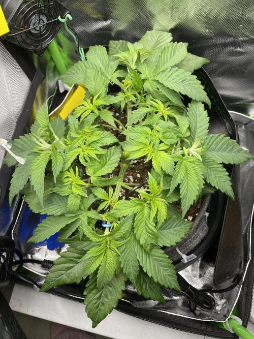 Critical Kush. Week 5