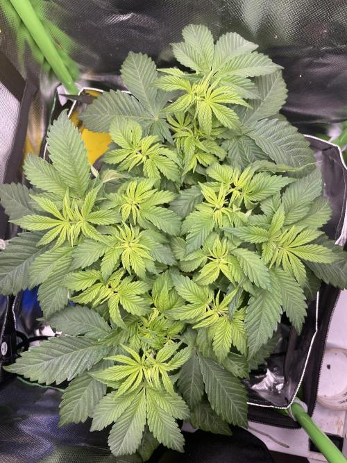 Critical Kush by RQS Second Indoor Run. Week 6
