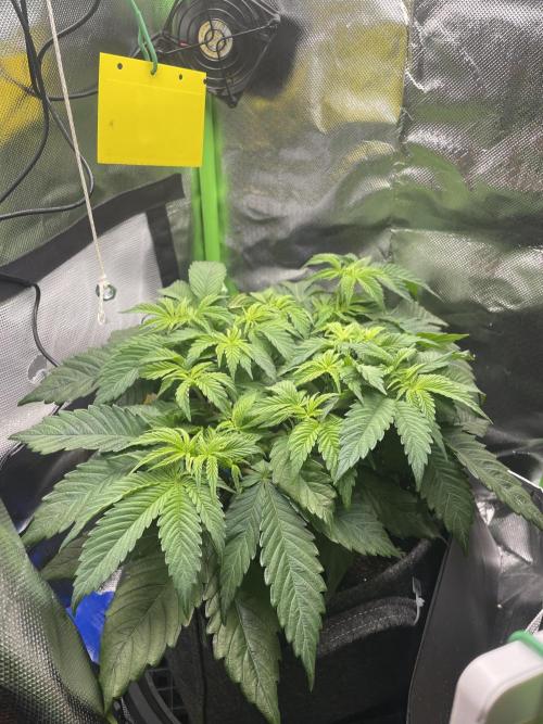 Critical Kush by RQS Second Indoor Run. Week 6