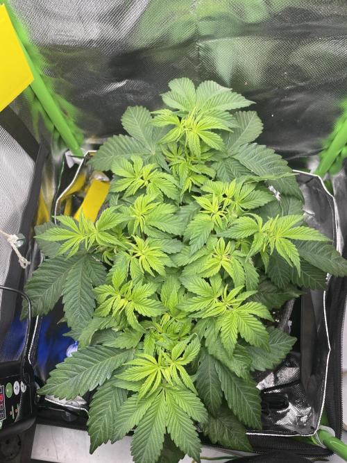 Critical Kush by RQS Second Indoor Run. Week 6