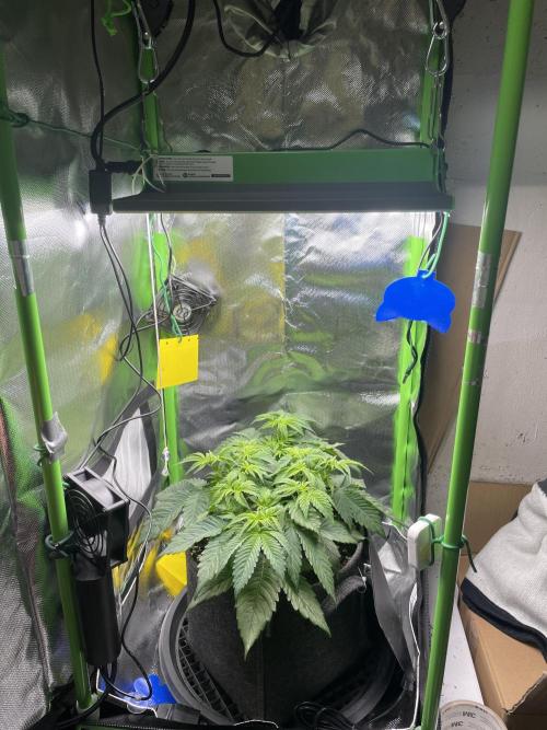 Critical Kush by RQS Second Indoor Run. Week 6