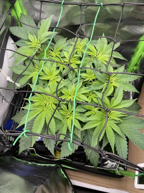 Critical Kush by RQS Second Indoor Run. Week 6
