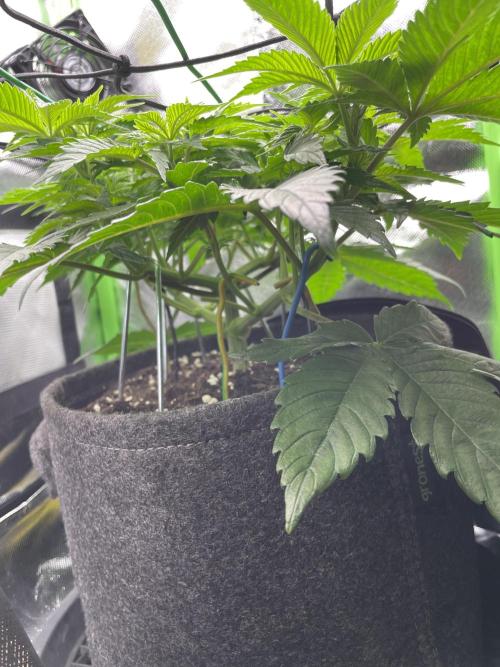Critical Kush by RQS Second Indoor Run. Week 6