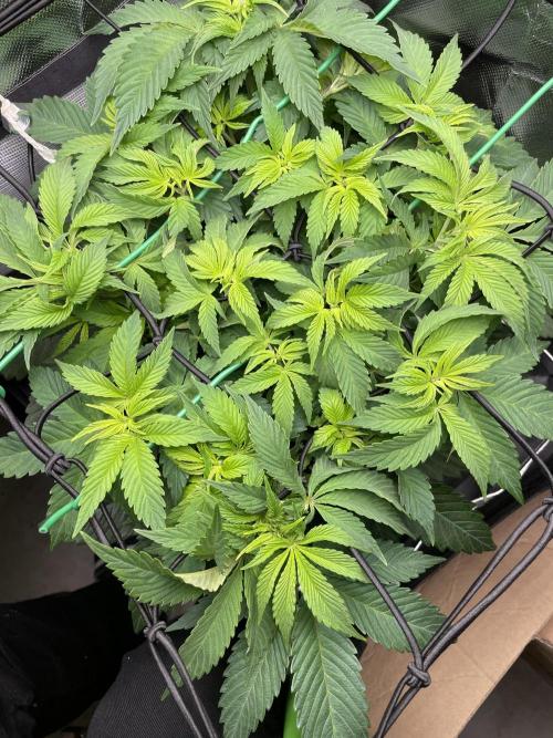 Critical Kush by RQS Second Indoor Run. Week 6