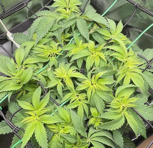 Critical Kush. Week 6