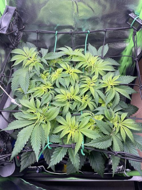 Critical Kush by RQS Second Indoor Run. Week 7 - .