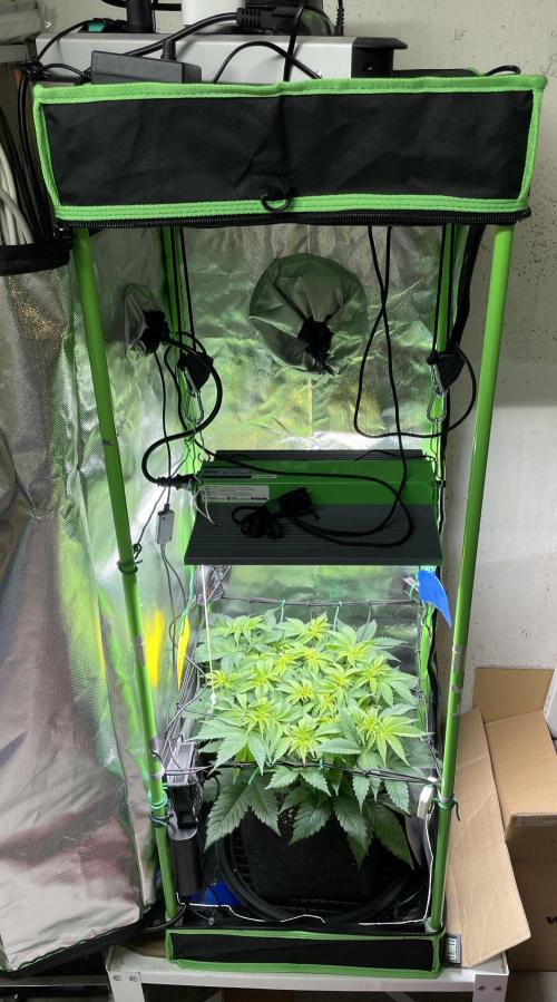 Critical Kush by RQS Second Indoor Run. Week 7 - .