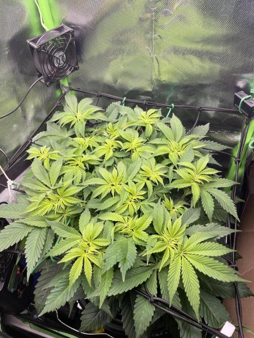 Critical Kush by RQS Second Indoor Run. Week 7 - .