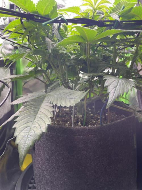Critical Kush by RQS Second Indoor Run. Week 7 - .