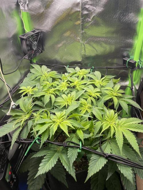 Critical Kush by RQS Second Indoor Run. Week 7 - .