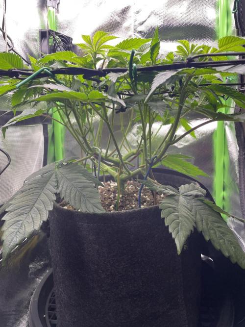 Critical Kush by RQS Second Indoor Run. Week 7 - .