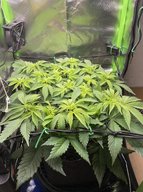 Critical Kush. Week 7