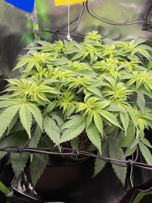 Critical Kush by RQS Second Indoor Run. Week 8 - .