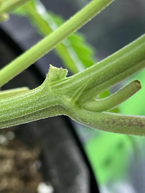 Critical Kush by RQS Second Indoor Run. Week 8 - .