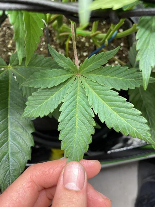 Critical Kush by RQS Second Indoor Run. Week 8 - .