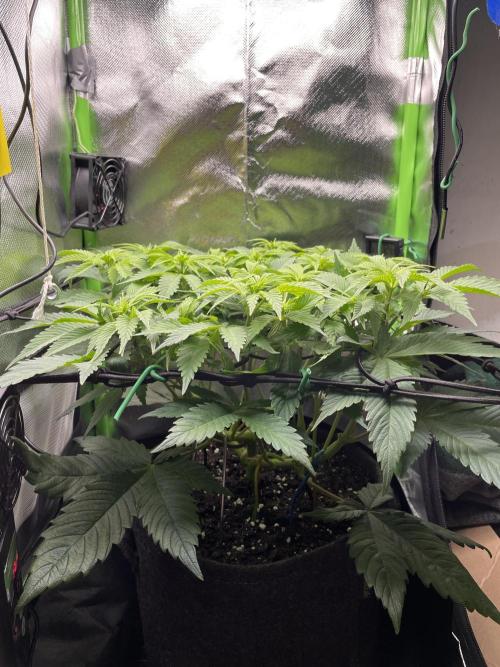 Critical Kush by RQS Second Indoor Run. Week 8 - .