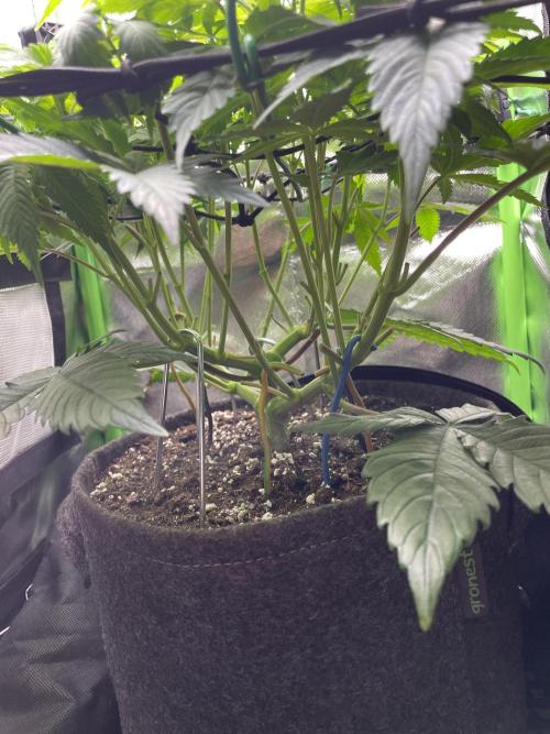 Critical Kush by RQS Second Indoor Run. Week 8 - .