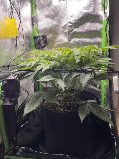 Critical Kush by RQS Second Indoor Run. Week 8 - .
