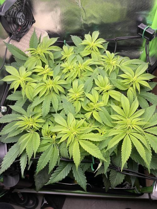 Critical Kush by RQS Second Indoor Run. Week 8 - .