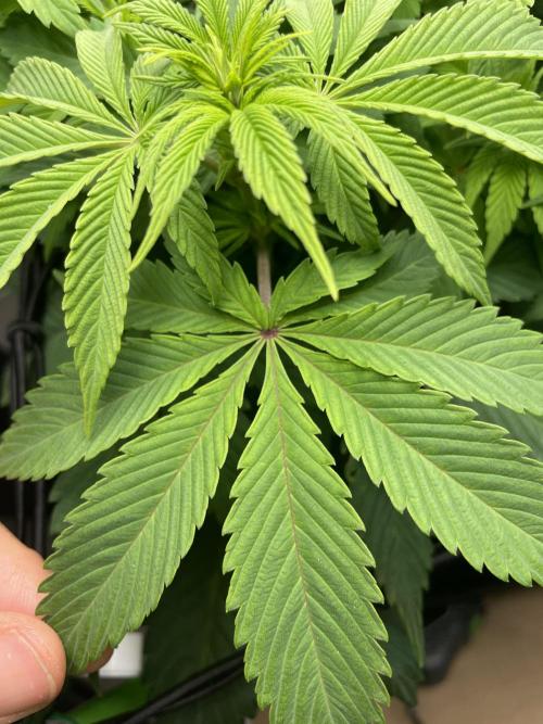 Critical Kush by RQS Second Indoor Run. Week 8 - .