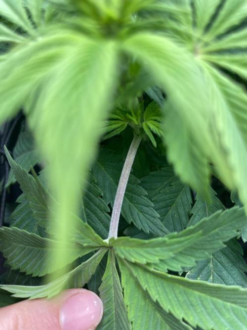 Critical Kush by RQS Second Indoor Run. Week 8 - .