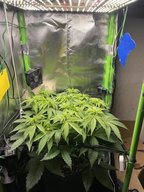Critical Kush by RQS Second Indoor Run. Week 8 - .