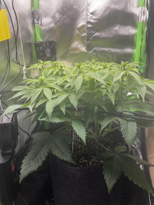 Critical Kush by RQS Second Indoor Run. Week 8 - .