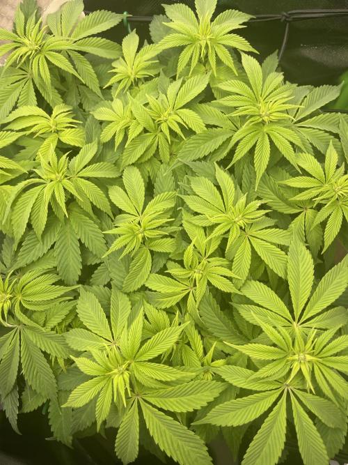 Critical Kush by RQS Second Indoor Run. Week 8 - .