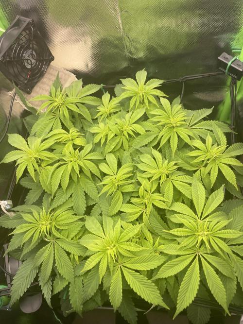 Critical Kush by RQS Second Indoor Run. Week 8 - .y