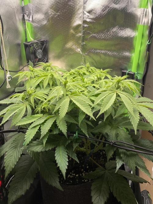 Critical Kush by RQS Second Indoor Run. Week 9