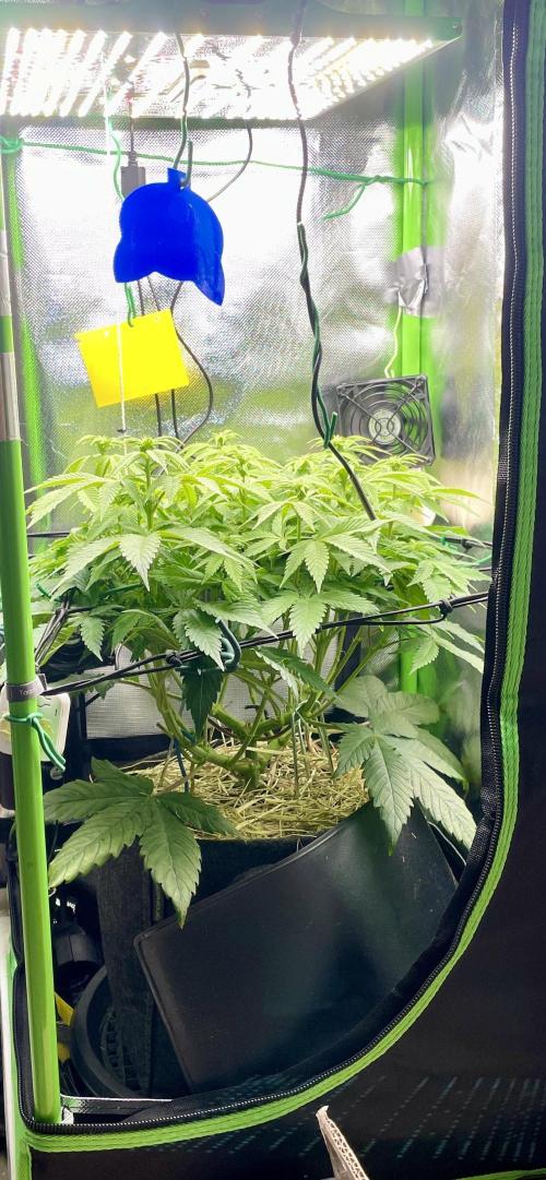 Critical Kush by RQS Second Indoor Run. Week 9
