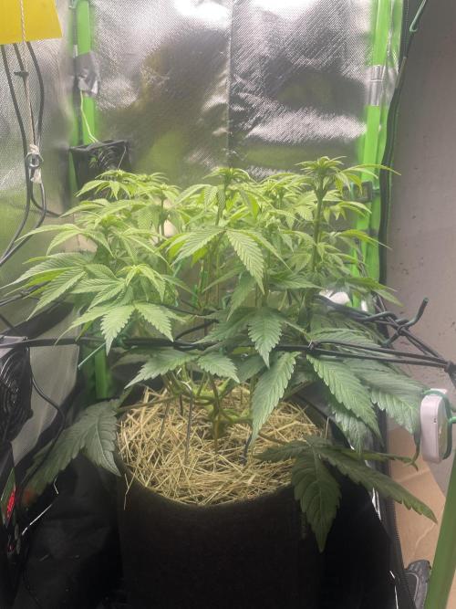 Critical Kush by RQS Second Indoor Run. Week 9