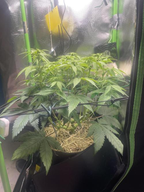 Critical Kush by RQS Second Indoor Run. Week 9