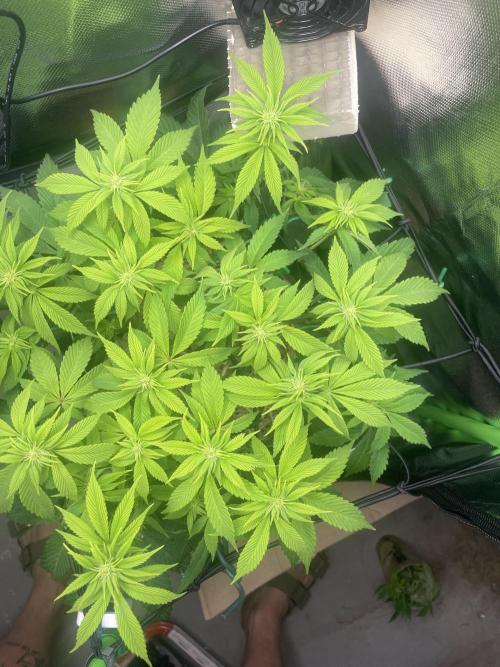 Critical Kush by RQS Second Indoor Run. Week 9