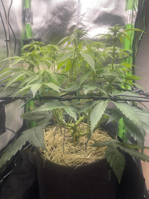 Critical Kush by RQS Second Indoor Run. Week 9