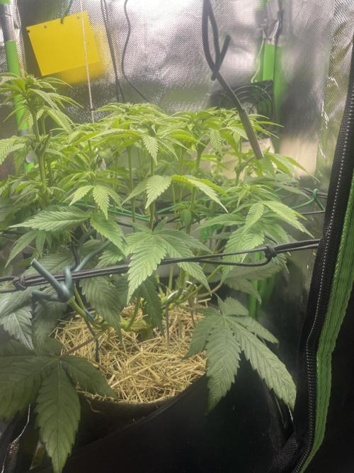 Critical Kush by RQS Second Indoor Run. Week 9