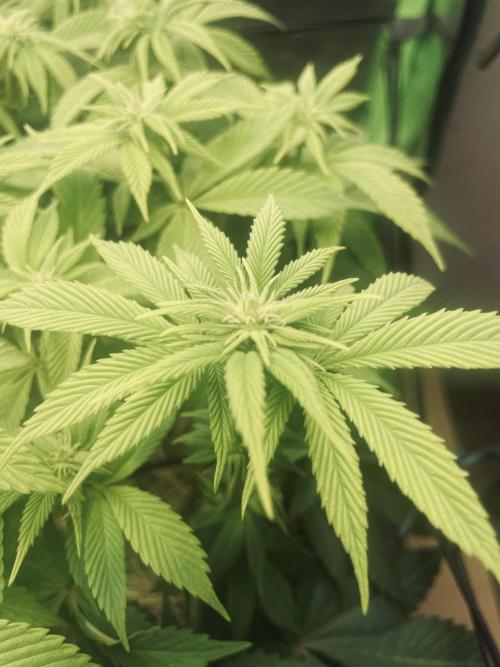 Critical Kush by RQS Second Indoor Run. Week 9