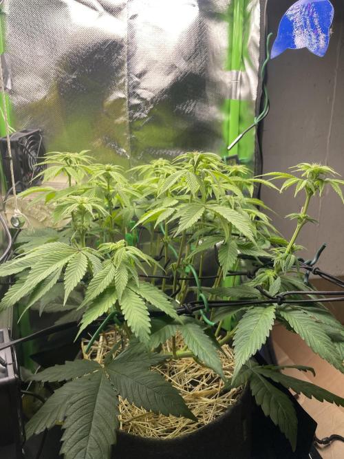 Critical Kush by RQS Second Indoor Run. Week 9