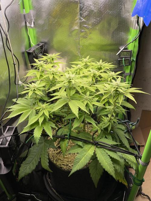 Critical Kush by RQS Second Indoor Run. Week 10