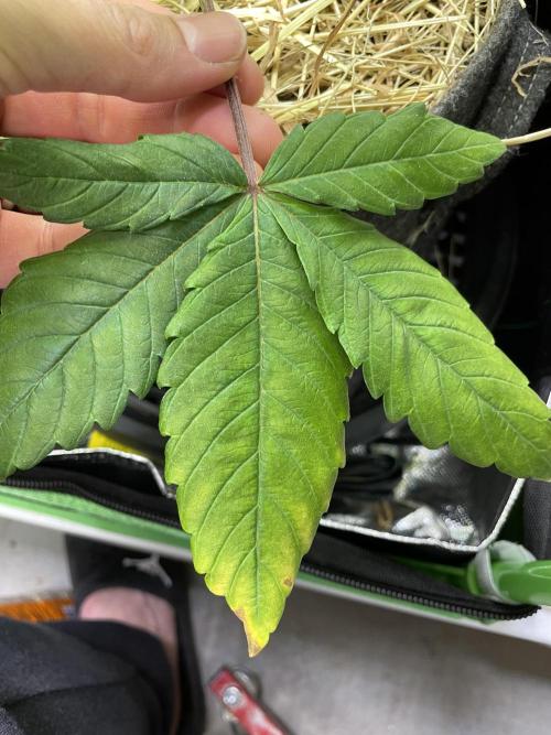 Critical Kush by RQS Second Indoor Run. Week 10