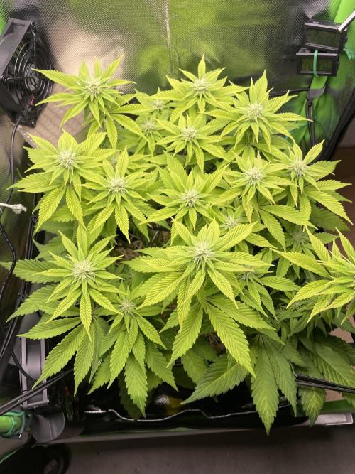 Critical Kush by RQS Second Indoor Run. Week 10