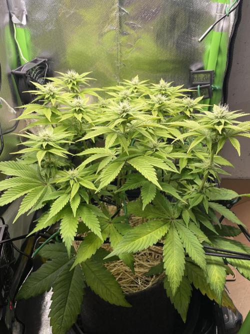 Critical Kush by RQS Second Indoor Run. Week 10