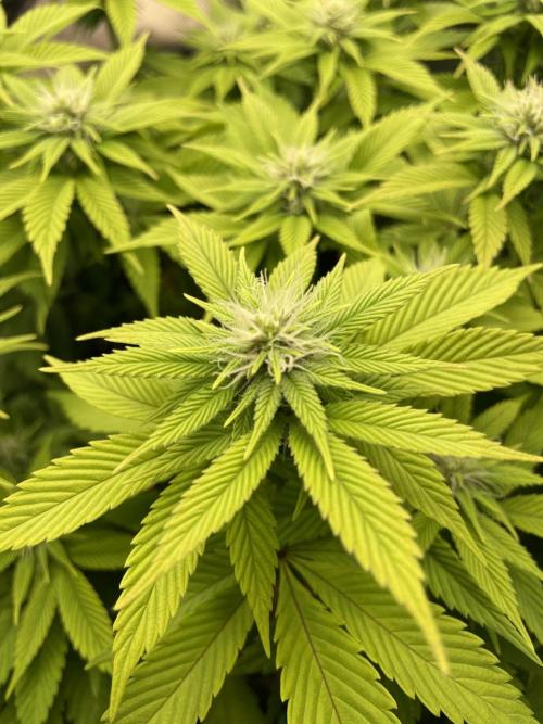 Critical Kush by RQS Second Indoor Run. Week 10