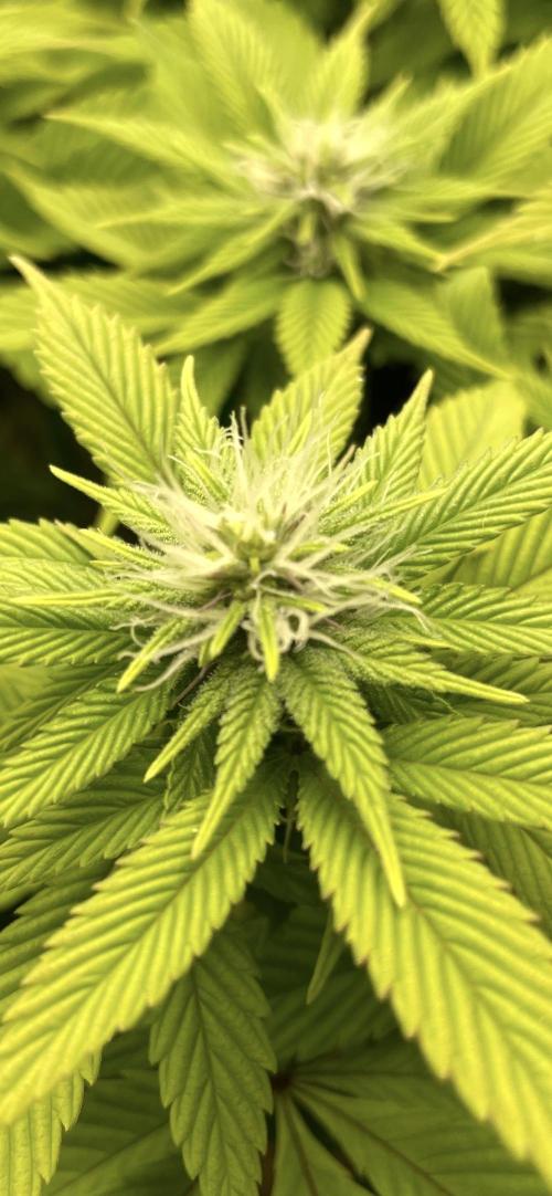 Critical Kush by RQS Second Indoor Run. Week 10