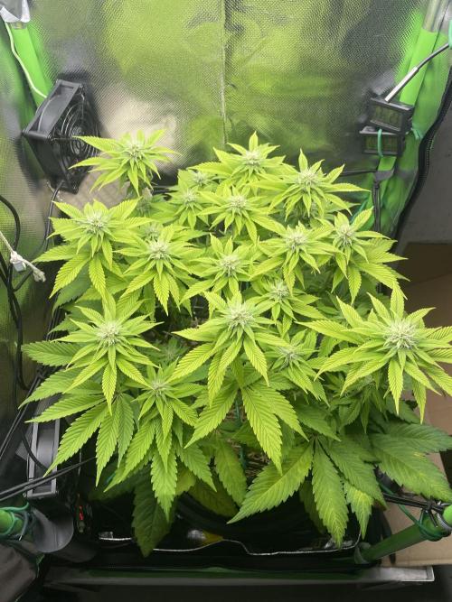Critical Kush by RQS Second Indoor Run. Week 10
